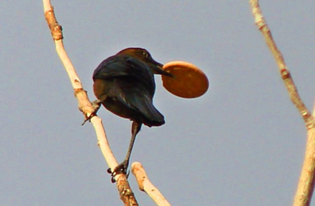 Female Great-Tailed Crackle Photo by: Phillip Cowan https://creativecommons.org/licenses/by-sa/2.0/ 