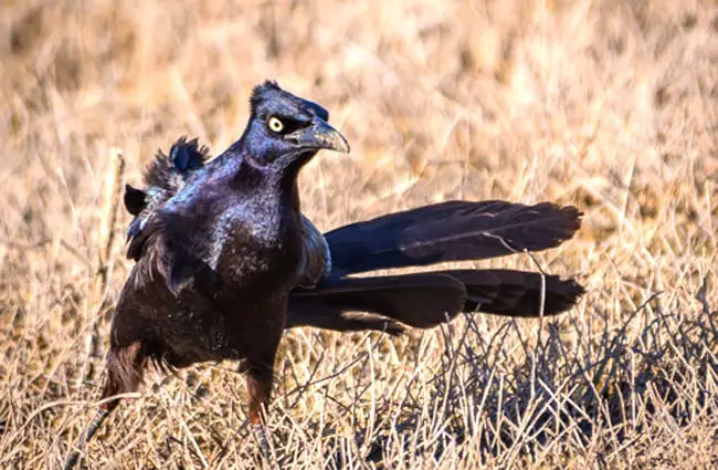 Male Great-Tailed CracklePhoto by: Becky Matsubarahttps://creativecommons.org/licenses/by-sa/2.0/