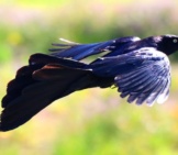 Great-Tailed Grackle In Flight Photo By: Mark Gunn Https://Creativecommons.org/Licenses/By-Sa/2.0/ 