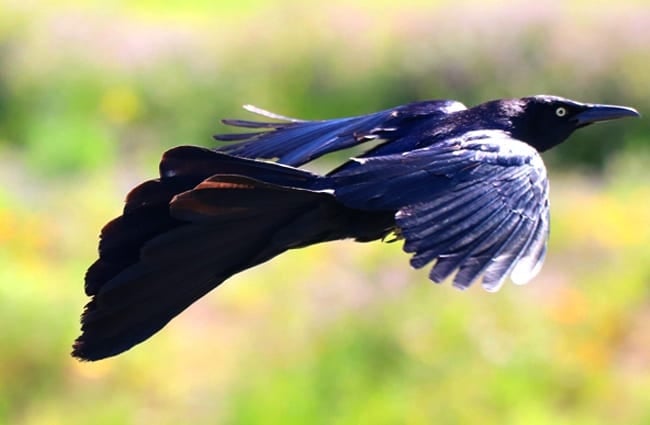 Great-tailed Grackle in flight Photo by: Mark Gunn https://creativecommons.org/licenses/by-sa/2.0/ 