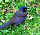 Common Grackle Photo By: Glyn Lowe Photoworks Https://Creativecommons.org/Licenses/By-Sa/2.0/ 