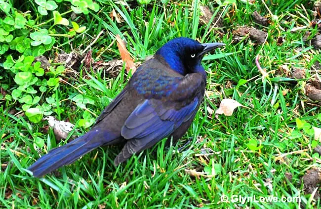 Common Grackle Photo by: Glyn Lowe PhotoWorks https://creativecommons.org/licenses/by-sa/2.0/ 