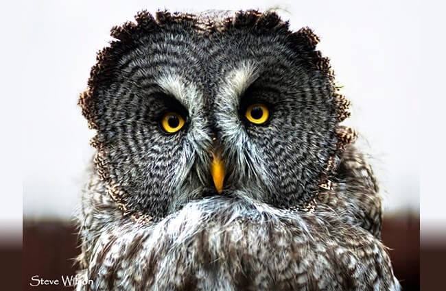 Beautiful Great Grey Owl Photo by: Steve Wilson https://creativecommons.org/licenses/by/2.0/ 