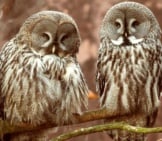 Gray Owls At Skansen Zoo, Stockholm, Sweden Photo By: Bengt Nyman Https://Creativecommons.org/Licenses/By/2.0/ 