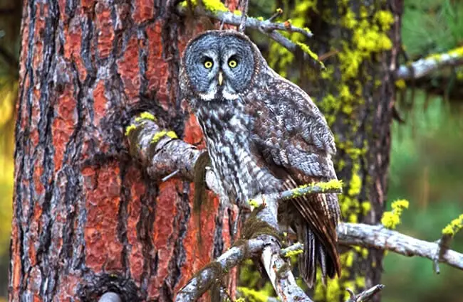 Gray Owl in a tree Photo by: Bettina Arrigoni https://creativecommons.org/licenses/by/2.0/ 