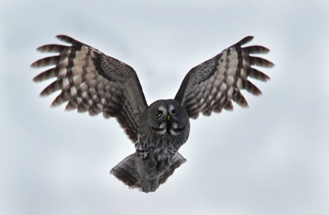 Серая сова в полете Фото: skeeze https://pixabay.com/photos/great-grey-owl-bird-wildlife-nature-1627538/