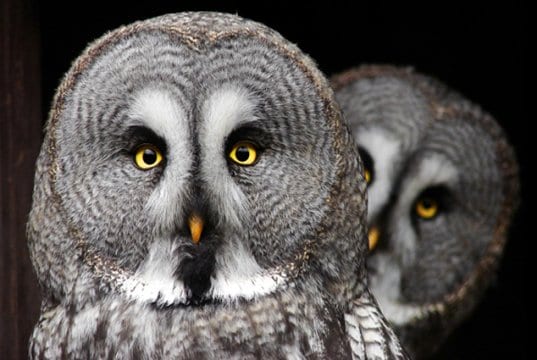 A pair of Gray OwlsPhoto by: Tereza Houdováhttps://pixabay.com/photos/the-great-grey-owl-predator-owl-2762192/