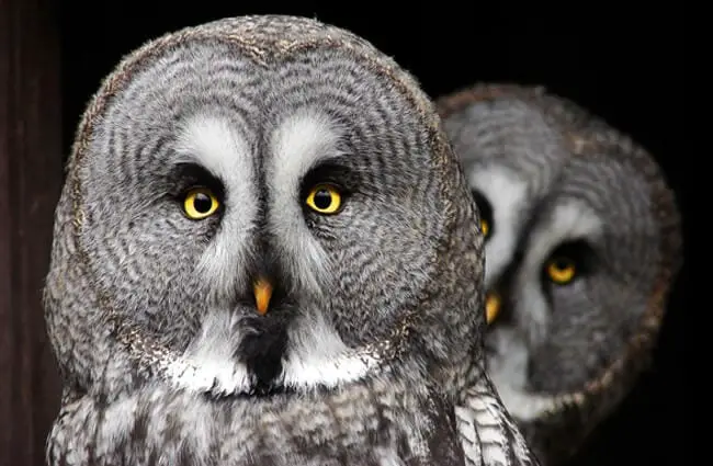 Пара серых сов. Фото: Тереза ​​Худоваhttps://pixabay.com/photos/the-great-grey-owl -хищник-сова-2762192/