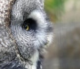 Gray Owl In Profile Photo By: Ykaiavu Https://Pixabay.com/Photos/Owl-Eye-Close-Up-Grey-Portrait-3528831/ 