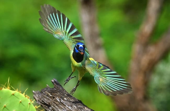Потрясающая зеленая сойка в полете - обратите внимание на его красивые крылья Фото: Диана Робинсон https://creativecommons.org/licenses/by/2.0/