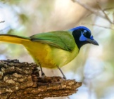 Green Jay, At Lower Rio Grande Valley In Texasphoto By: Cletus Lee Https://Creativecommons.org/Licenses/By/2.0/ 