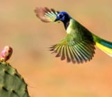 Green Jay Coming In To Land On A Cactusphoto By: Andy Morffewhttps://Creativecommons.org/Licenses/By/2.0/
