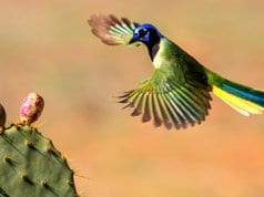Green Jay coming in to land on a cactusPhoto by: Andy Morffewhttps://creativecommons.org/licenses/by/2.0/