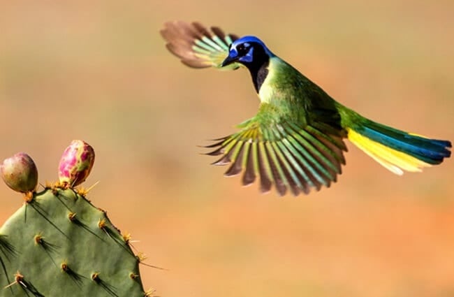 Green Jay coming in to land on a cactusPhoto by: Andy Morffewhttps://creativecommons.org/licenses/by/2.0/