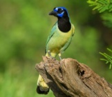 An Alert Green Jay In The Woods Photo By: Diana Robinson Https://Creativecommons.org/Licenses/By/2.0/ 