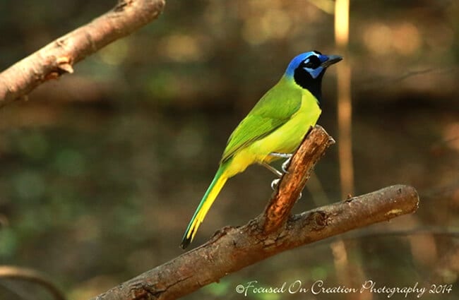 Green Jay perched on a branch in the afternoon light Photo by: Lisa Reid https://creativecommons.org/licenses/by/2.0/ 