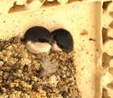 Baby House Martins Peeking Out From The Nest Photo By: Jean-Jacques Boujot Https://Creativecommons.org/Licenses/By-Sa/2.0/ 