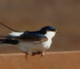 House Martin On A Fence Rail Photo By: Stefan Berndtsson Https://Creativecommons.org/Licenses/By-Sa/2.0/ 