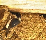 Several House Martin Nests Lined Up Under The Eaves Photo By: Martien Brand Https://Creativecommons.org/Licenses/By-Sa/2.0/ 