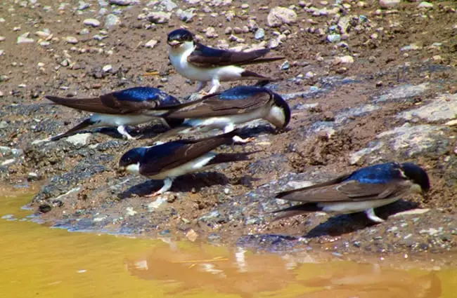 House Martins gathering mud for their nests Photo by: Steve Herring https://creativecommons.org/licenses/by-sa/2.0/ 
