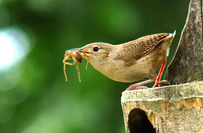 House Wren bringing home dinner Photo by: julian londono https://creativecommons.org/licenses/by-sa/2.0/ 