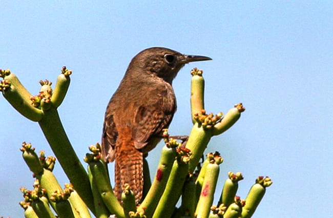 House Wren in a cactus Photo by: Ron Knight https://creativecommons.org/licenses/by-sa/2.0/ 