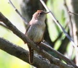 House Wren On A Branch Photo By: Don Faulkner Https://Creativecommons.org/Licenses/By-Sa/2.0/ 
