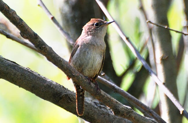 House Wren on a branch Photo by: Don Faulkner https://creativecommons.org/licenses/by-sa/2.0/ 