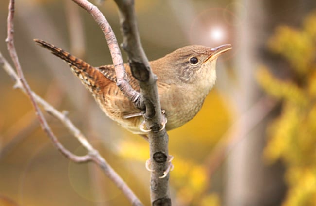 Pretty little House Wren Photo by: Matt Tillett https://creativecommons.org/licenses/by-sa/2.0/ 