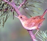 House Wren In A Pine Treephoto By: California Department Of Fish And Wildlifehttps://Creativecommons.org/Licenses/By-Sa/2.0/