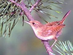 House Wren in a pine treePhoto by: California Department of Fish and Wildlifehttps://creativecommons.org/licenses/by-sa/2.0/