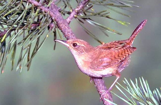 House Wren in a pine treePhoto by: California Department of Fish and Wildlifehttps://creativecommons.org/licenses/by-sa/2.0/