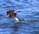 Parasitic Jaeger Flying Low Over The Water Photo By: Paul Hurtado Https://Creativecommons.org/Licenses/By-Sa/2.0/ 