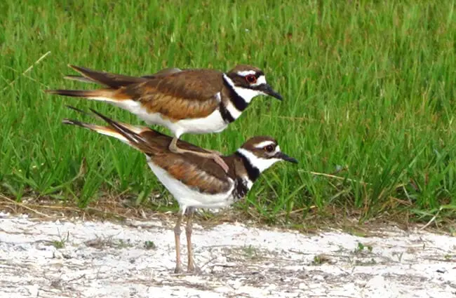 A pair of Killdeer, at West Delray Park Photo by: Susan Young, public domain