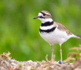 Killdeer, Photographed At The Merced National Wildlife Refuge, In Californiaphoto By: Becky Matsubarahttps://Creativecommons.org/Licenses/By/2.0/