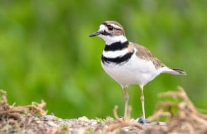 Killdeer, photographed at the Merced National Wildlife Refuge, in CaliforniaPhoto by: Becky Matsubarahttps://creativecommons.org/licenses/by/2.0/