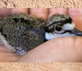 Newly-Hatched Kildeer Photo By: Cuatrok77 Https://Creativecommons.org/Licenses/By/2.0/ 