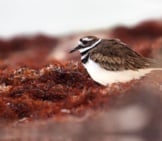 Killdeer Grazing In The Seaweed The Beach Photo By: Matt Macgillivray Https://Creativecommons.org/Licenses/By/2.0/ 