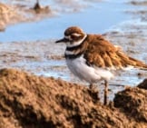 Killdeer On The Point Isabel Regional Shoreline, Richmond, California Photo By: Becky Matsubara Https://Creativecommons.org/Licenses/By/2.0/ 