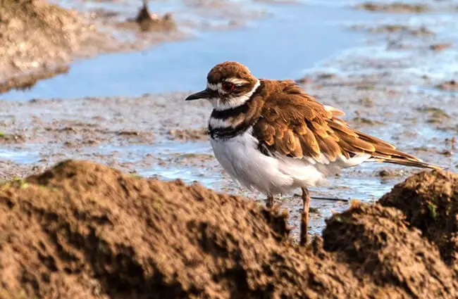 Killdeer on the Point Isabel Regional Shoreline, Richmond, California Photo by: Becky Matsubara https://creativecommons.org/licenses/by/2.0/ 