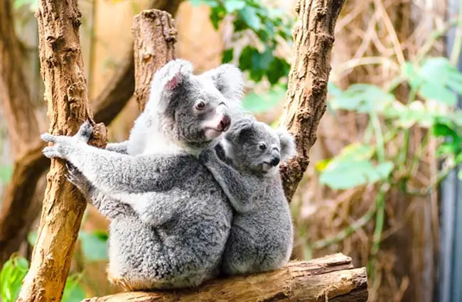 Koala mom and youngster Photo by: skeeze, public domain https://pixabay.com/photos/koala-bears-tree-sitting-perched-1259681/ 