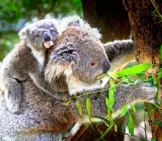 Koala Baby On His Mom&#039;S Back Photo By: Holger Detje, Public Domain Https://Pixabay.com/Photos/Koala-Animals-Mammals-Australian-61189/ 