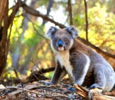 Koala Posing For A Pic Photo By: Pexels, Public Domain Https://Pixabay.com/Photos/Animal-Koala-Marsupial-Fur-Nature-1835689/ 