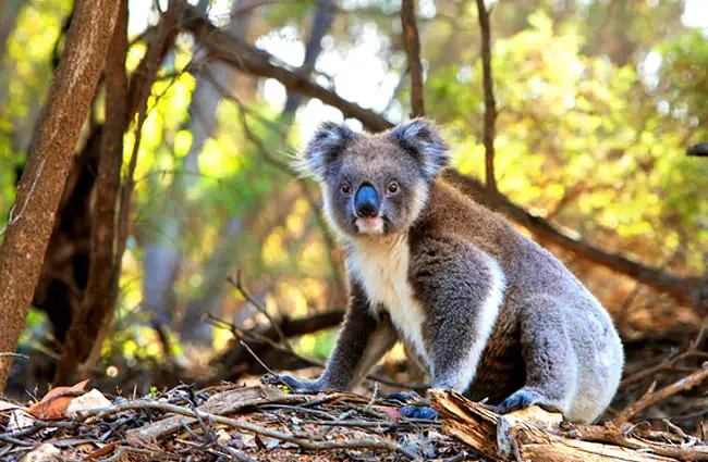 Koala posing for a pic Photo by: Pexels, public domain https://pixabay.com/photos/animal-koala-marsupial-fur-nature-1835689/ 