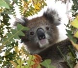 Koala Selfie!Photo By: Di Reynolds, Public Domainhttps://Pixabay.com/Photos/Australia-Koala-Wildlife-Animal-1343299/
