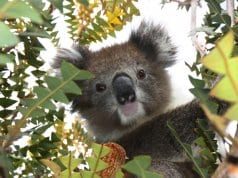 Koala selfie!Photo by: Di Reynolds, public domainhttps://pixabay.com/photos/australia-koala-wildlife-animal-1343299/