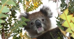 Koala selfie!Photo by: Di Reynolds, public domainhttps://pixabay.com/photos/australia-koala-wildlife-animal-1343299/
