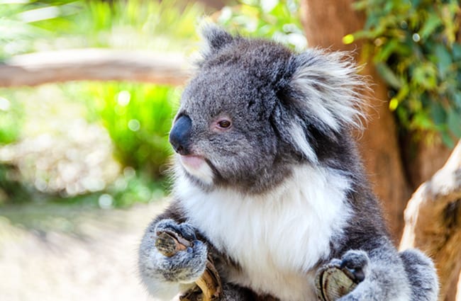 Koala in a rare ground excursion. Photo by: pen_ash, public domain https://pixabay.com/photos/koala-mammal-marsupial-animal-3690657/ 