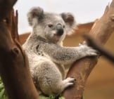 Koala In A Tree 