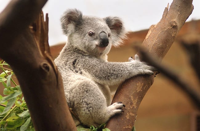 Koala in a tree 